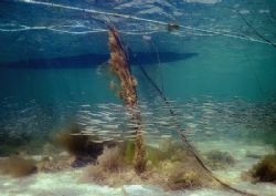 Sand eels amongst mooring ropes.
Streamstown Bay, Connem... by Mark Thomas 